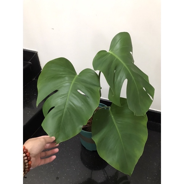 Trầu Bà Lá Xẻ Dòng Leo - Monstera Borsigiana