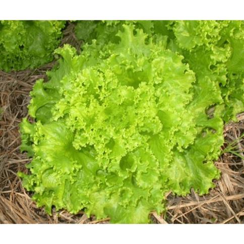 Hạt Giống Xà Lách Xoăn Xanh - 200 Hạt KHUYẾN MẠI TRONG 1 NGÀY