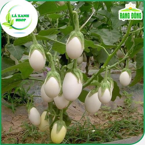 Hạt Giống Cà Pháo Trắng Cao Sản, Dễ Trồng, Siêu Trái - Hạt giống Rạng Đông