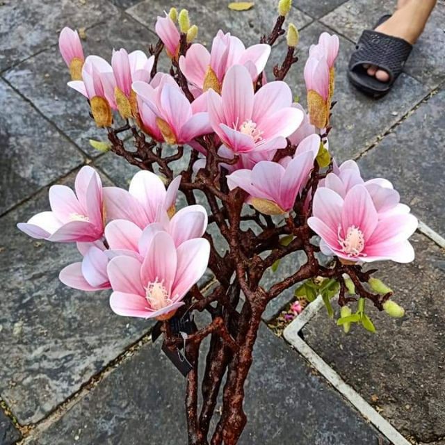 Cành Hoa Mộc Lan cao su 60cm - cành hoa giả trang trí lọ hoa