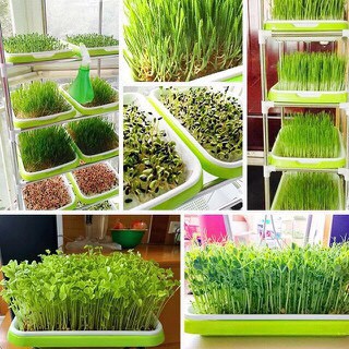 (TẶNG 500GRAM HẠT RAU MẦM ĐẬU HÀ LAN VÀ VÒI XỊT) Bộ chậu kệ trồng rau mầm lắp ghép 5 tầng 5 chậu