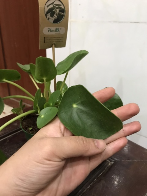 Cỏ đồng tiền giống mới-cây cỏ gương