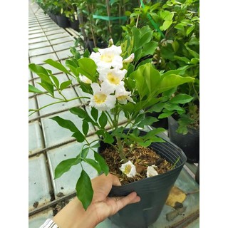 Nguyệt quế thái