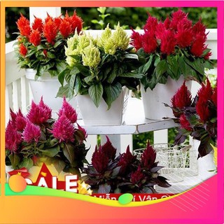 Hạt Giống Hoa Mào Gà Lửa - 50 Hạt [ Tặng bộ dụng cụ làm vườn Mini 3 món ] VIETGAR