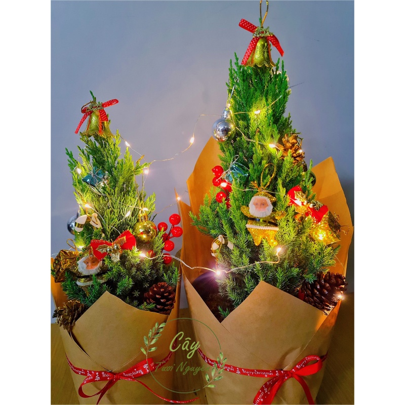 CÂY SƠN TÙNG ,, cây Noel mini, cây Noel thật để bàn, cây Giáng sinh