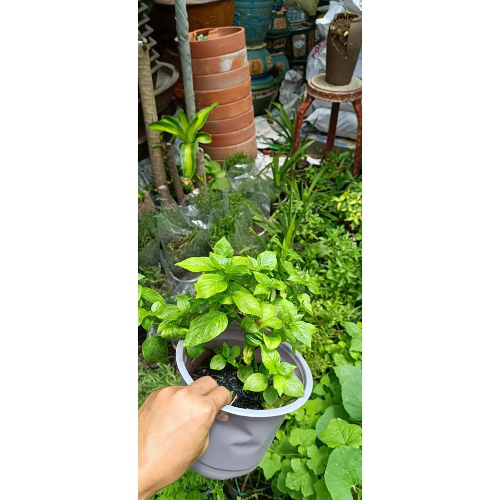 Cây lá cẩm tím tạo màu làm xôi chè