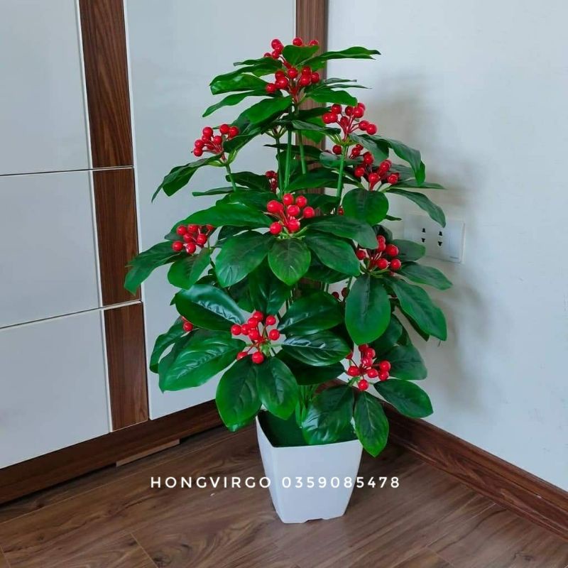 Cây quả sơ ri cao 70cm chưa chậu