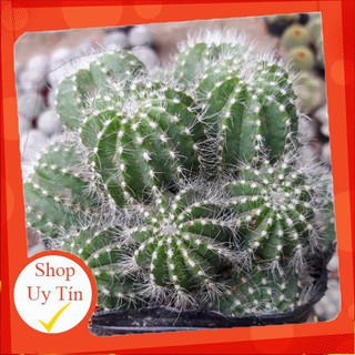 Xương rồng khế bụi🍏 |FREESHIP| 🔥 XỨ NÓNG, ĐÃ THUẦN KHÍ HẬU, KHOẺ ĐẸP 🍏 LỖI 1 ĐỔI 1