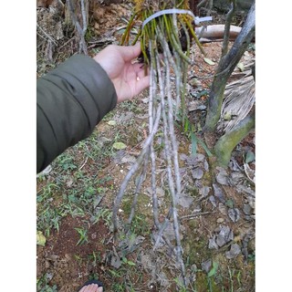 hoa phong lan hoàng thảo kèn