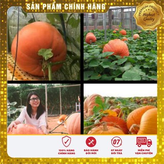 Hạt Giống Bí Ngô Khổng Lồ-5 hạt