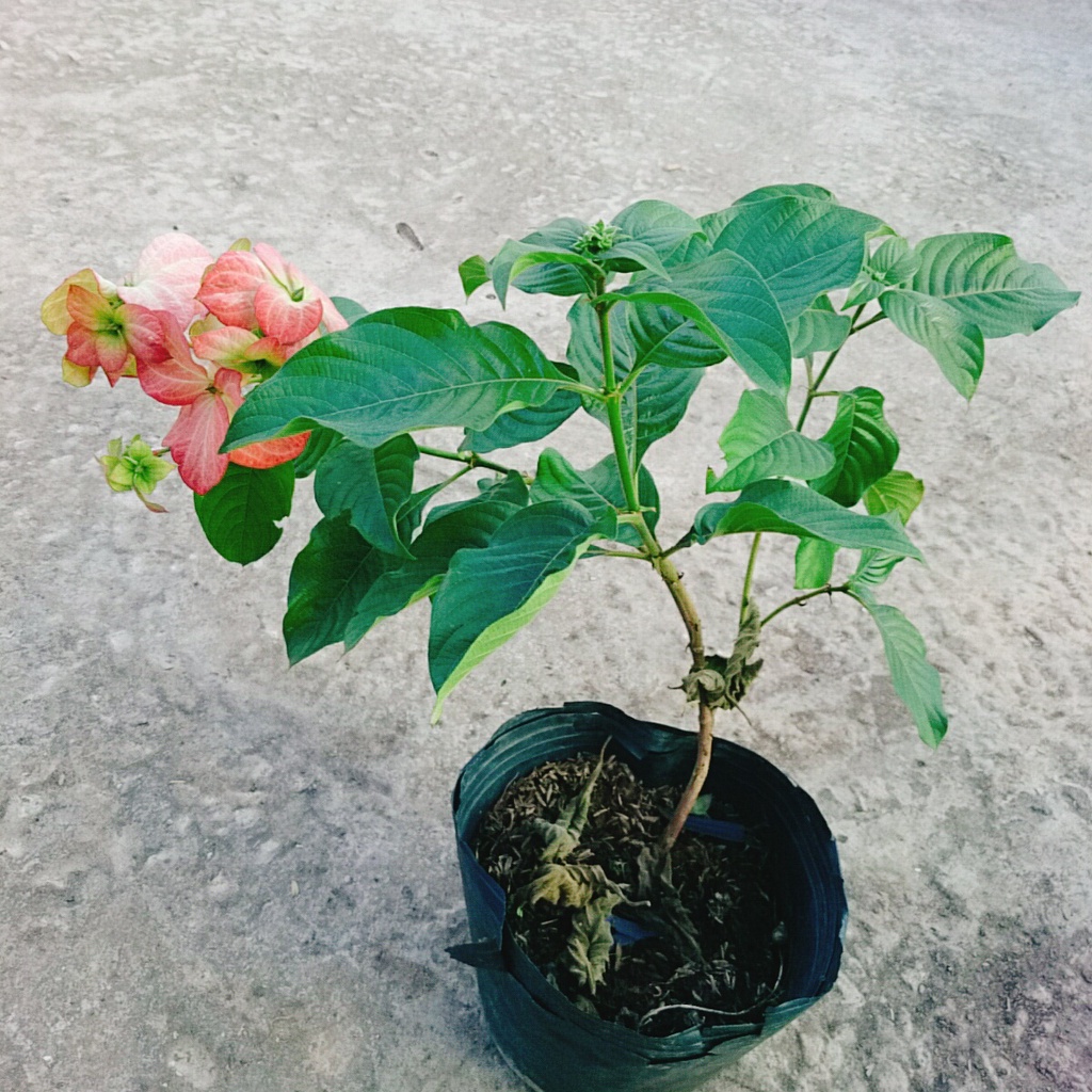 Cây Bướm Hồng - cây cảnh trong nhà