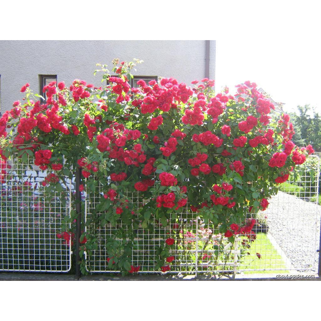 Giá tại xưởng lưới sắt làm giàn leo trồng cây hoa cây cảnh, giàn trồng lan 100cm x rộng 50cm màu đen và màu trắng