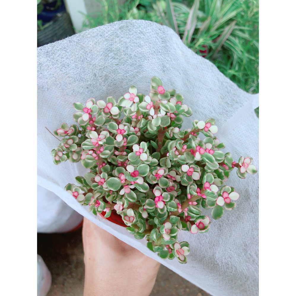Đô La Hồng Kèm Chậu Sứ