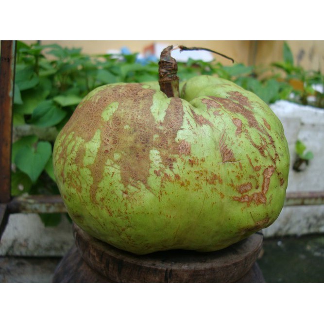 Tai chua phơi khô đặc sản Yên Bái loại 1kg