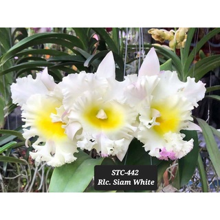 Hoa lan catt siam white cây giống cao 5-10cm