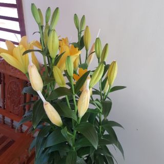 Củ hoa ly tết màu vàng
