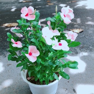 Hoa Dừa Cạn Màu Hồng (có sẵn hoa)