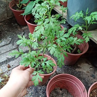 Chậu cây giống Ngải Cứu