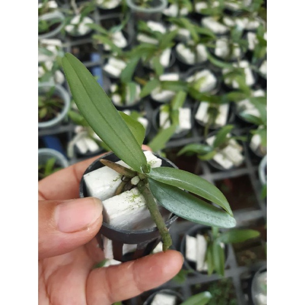 Ngọc Điểm  hay nghinh xuân Buôn Đôn