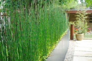 Cây thuyền trúc(trúc không lá)