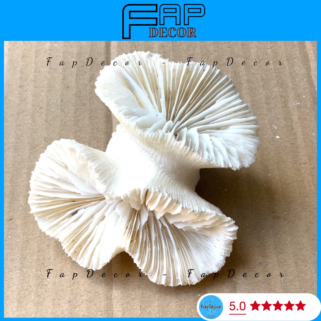 PHỤ KIỆN CHỤP HÌNH SAN HÔ HẢI QUỲ, PHỤ KIỆN TRANG TRÍ CHỤP ẢNH