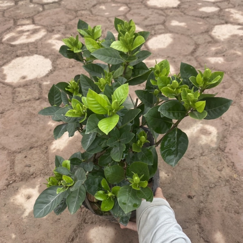 Cây hoa bạch thiên hương  có hương thơm ngào ngạt