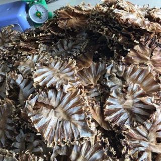 500G KHÔ CÁ ĐUỐI LẠT