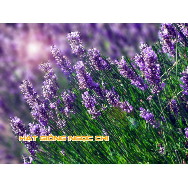 Hạt Giống Hoa Oải Hương (Hoa Lavender) - 100 Hạt