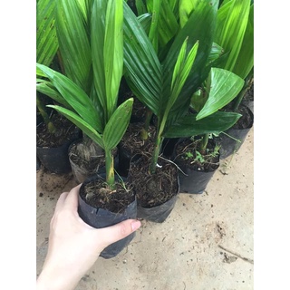 Cây giống cau lùn tứ quý.