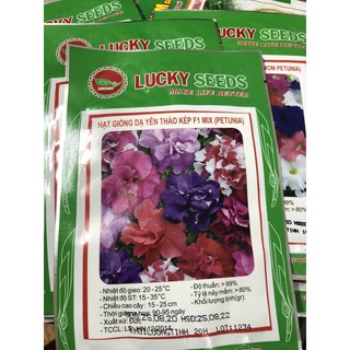 Hạt giống Dạ Yến Thảo mix CH 🌷