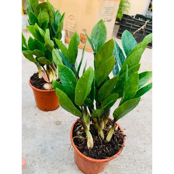 Cây kim tiền mini chậu đỏ