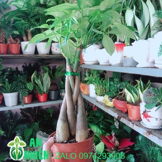 Kim ngân thắt bính 5 thân