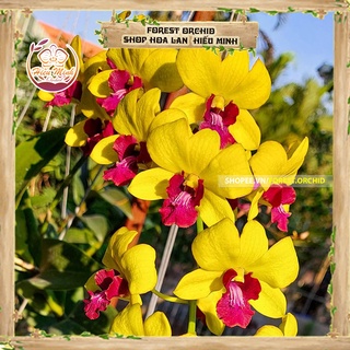 Hoa Lan đột biến Dendro Denro Vàng Lưỡi Đỏ, Phong lan rừng Tây Bắc, Lào, Cây Giống Giá Rẻ, phi điệp 5 cánh trắng tím