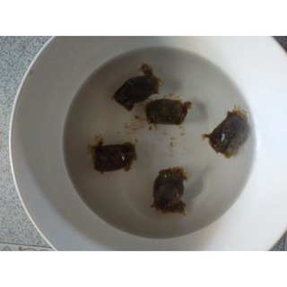 hạt ươi rừng Nam Giang