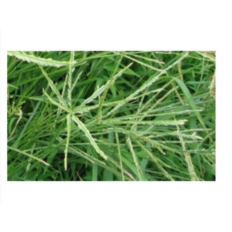 1kg cỏ mần trầu gội đầu, Thanh lọc cơ thể