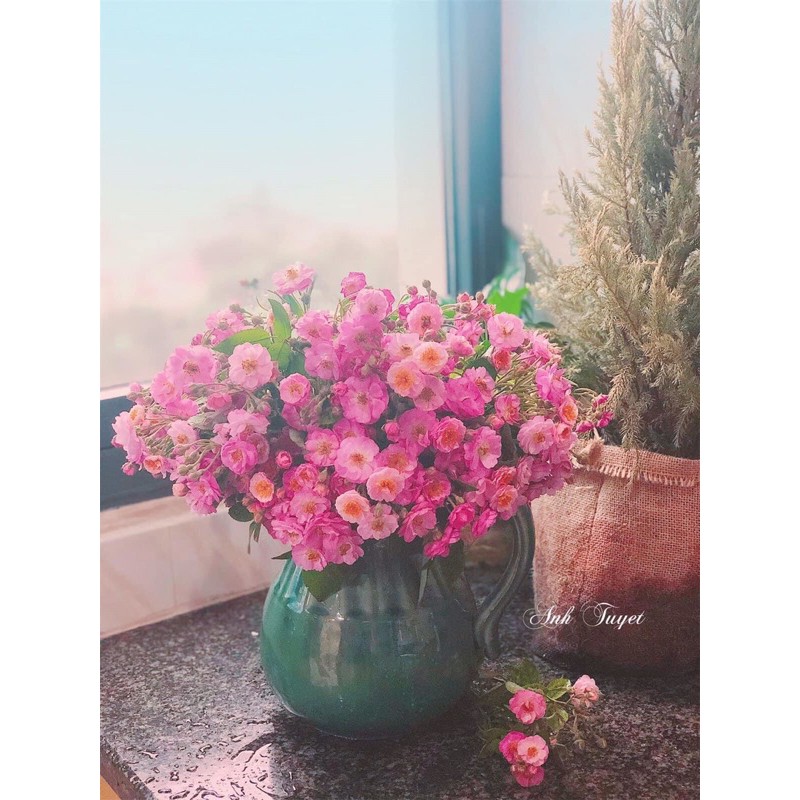 Lọ hoa dáng bình sữa phệ cao 21cm rộng 14cm