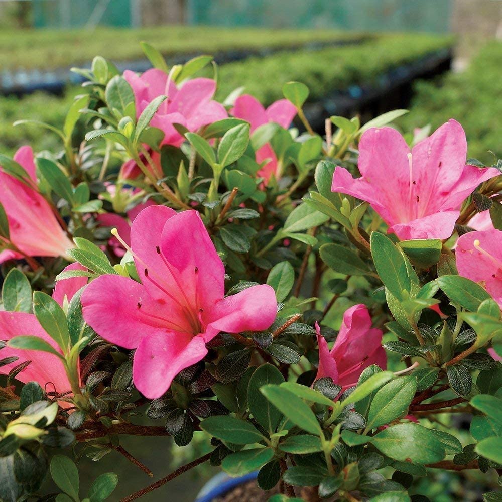 Hạt giống hoa đỗ quyên 5 Brussel's Bonsai Live Azalea Cây cảnh ngoài trời Bó PI