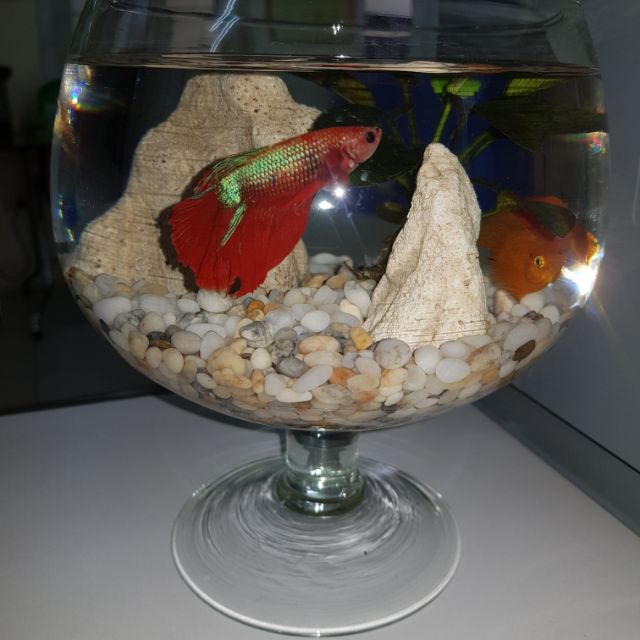 Bể cá mini
