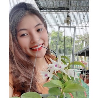 Chuyên giống hoa chuẩn Tết