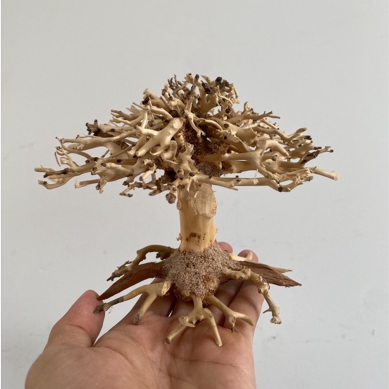 Lũa Bonsai mini siêu đẹp cho bể thủy sinh