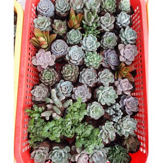 Combo 20 cây sen đá đủ loại - size nhỏ (5-8cm)
