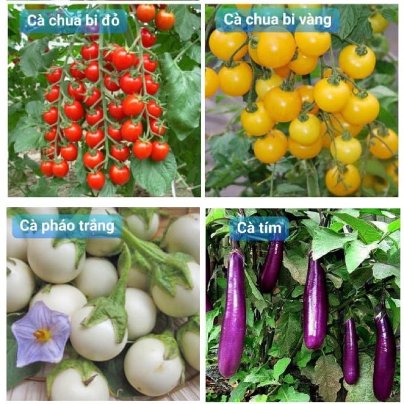 Hạt giống rau hoa củ quả các loại đa dạng hàng chuẩn tỉ lệ nảy mầm rất cao