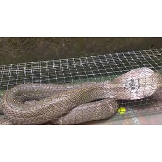 Lồng bẫy rắn 2 cửa thông minh