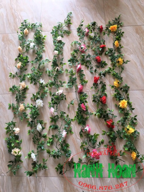 Dây hoa hồng leo lá nhựa - Hoa vải