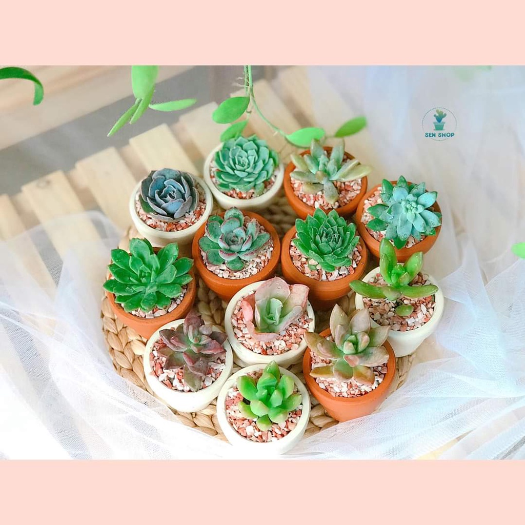 Chậu cây sen đá 5 cm nhỏ nhắn, xinh xắn, dễ thương lắm luôn ó.