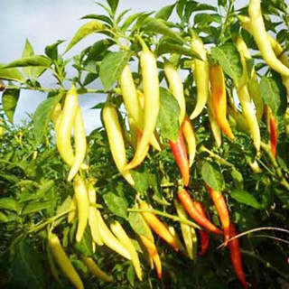 20 HẠT GIỐNG ỚT SỪNG CAO SẢN