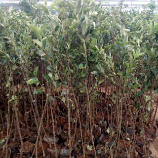 Cây táo đỏ giống