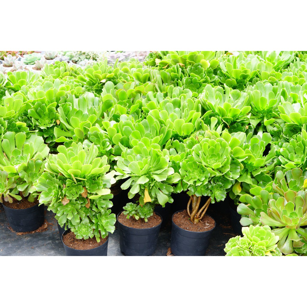 Sen đá Aeonium Xanh Gốc thụ 20cm -  Dễ trồng, khỏe -  thuần khí hậu Đà Lạt