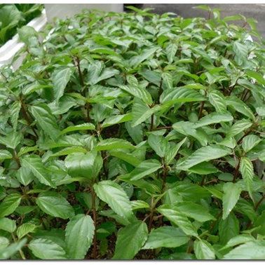 Hạt giống rau Đay Đỏ Xanh 150 hạt