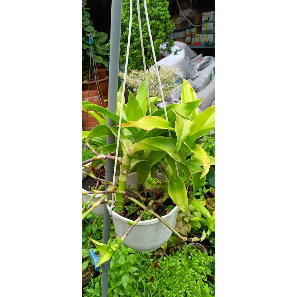 Cây Lược vàng có tên khoa học là Callisia fragrans ( lan vòi, lan rũ, cây bạch tuộc, trái lá phất dũ, giả khóm)